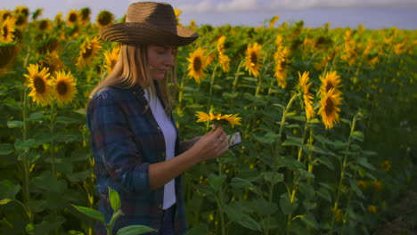 A-botany-teacher-looks-on-a-sunflower-on-the-field-and-describes-its-characteristics-in-her-digital-tablet.
